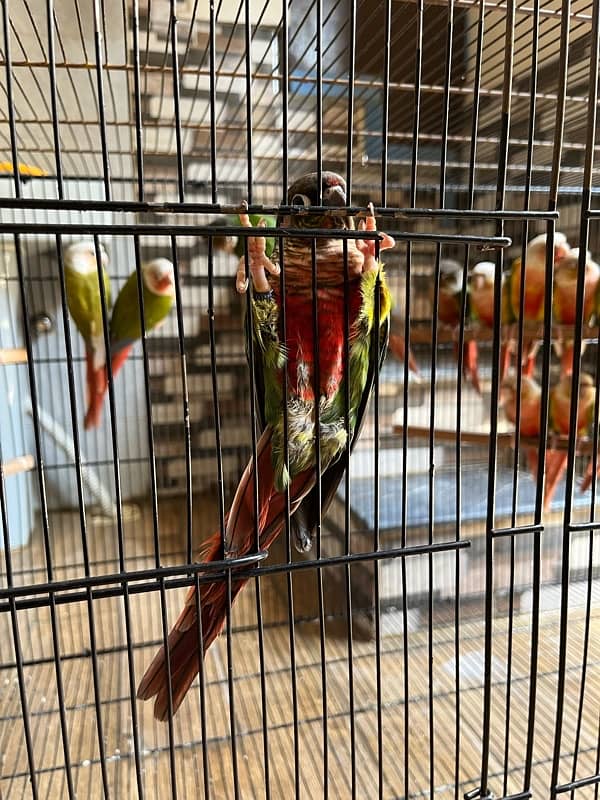 Pineapple and yellow sided Conure 1