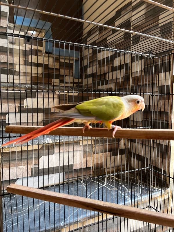 Pineapple and yellow sided Conure 10