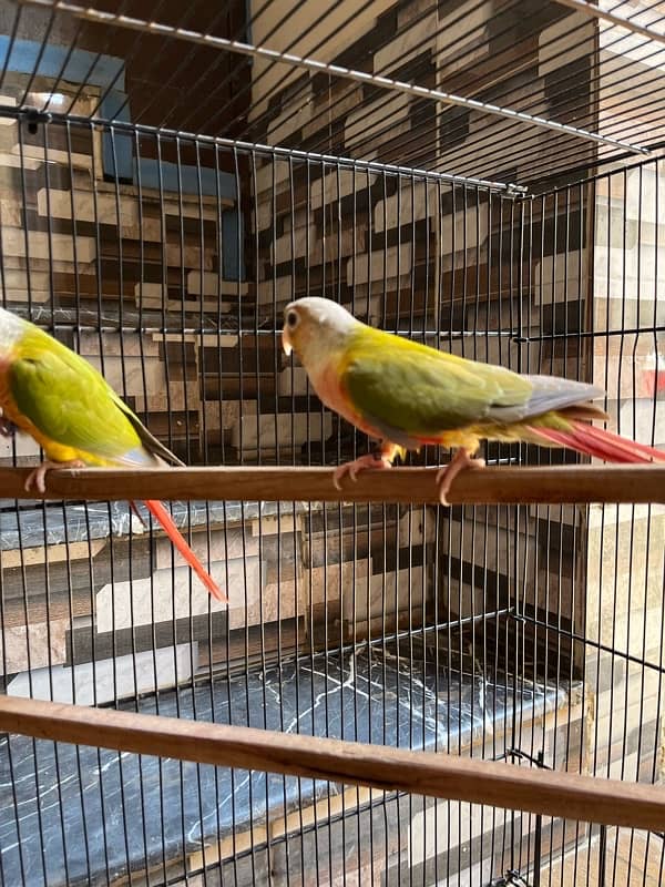 Pineapple and yellow sided Conure 11