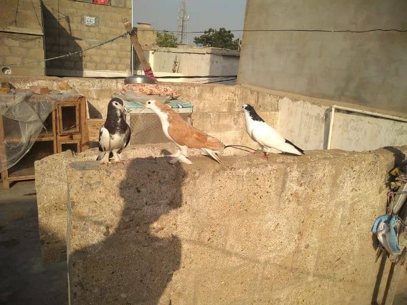 pigeon for sale 2