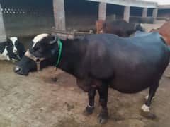 Neli Ravi | Bhens | Buffalos | gaee for sale