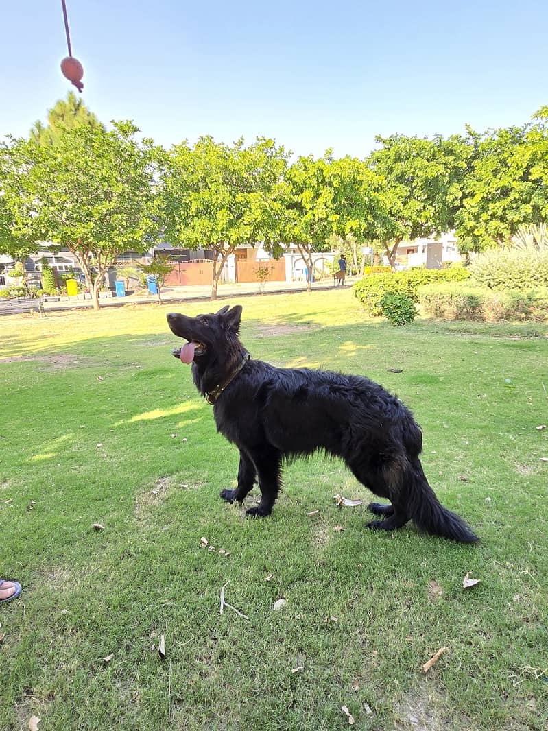 Black German Shepherd for Sale in Rawalpindi / Islamabad 1