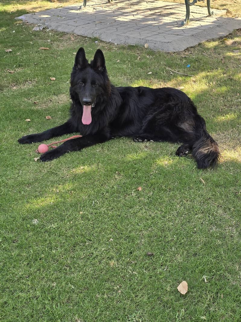 Black German Shepherd for Sale in Rawalpindi / Islamabad 2