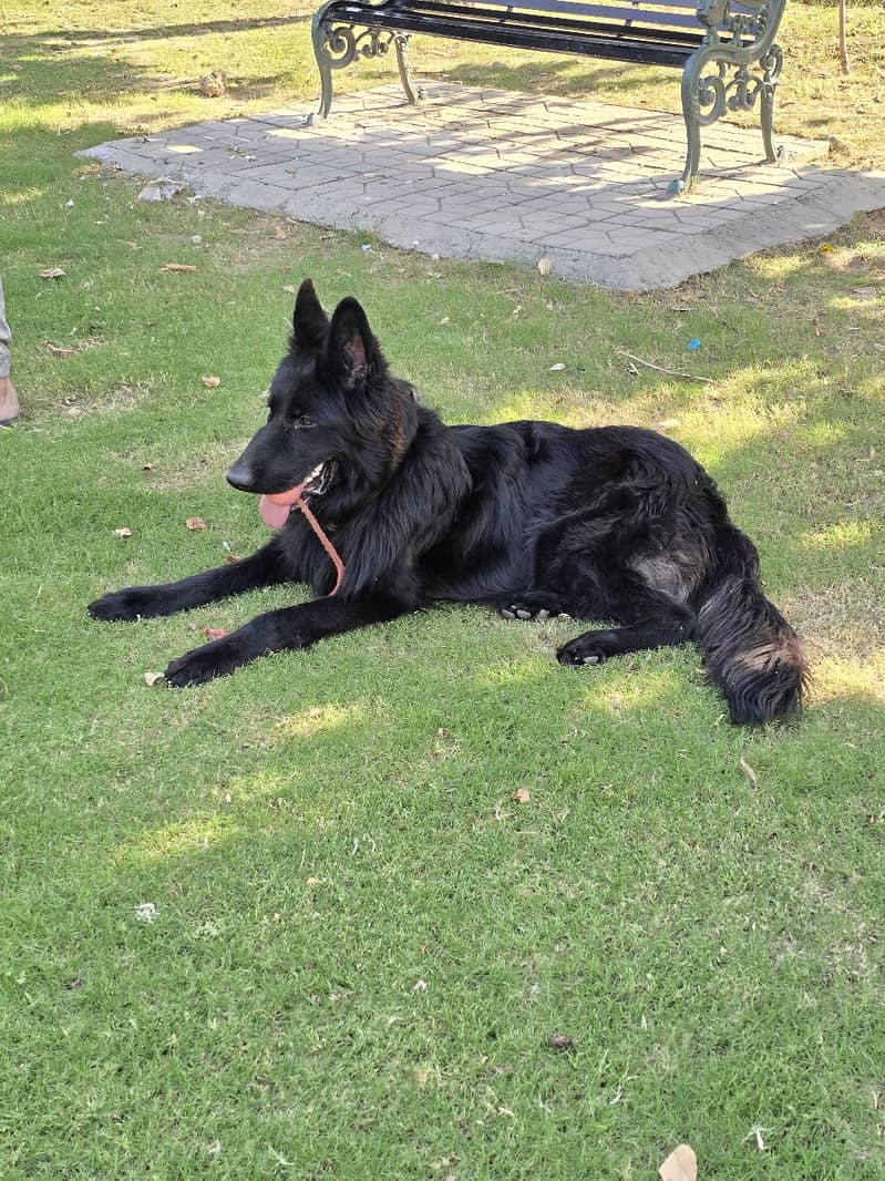 Black German Shepherd for Sale in Rawalpindi / Islamabad 3