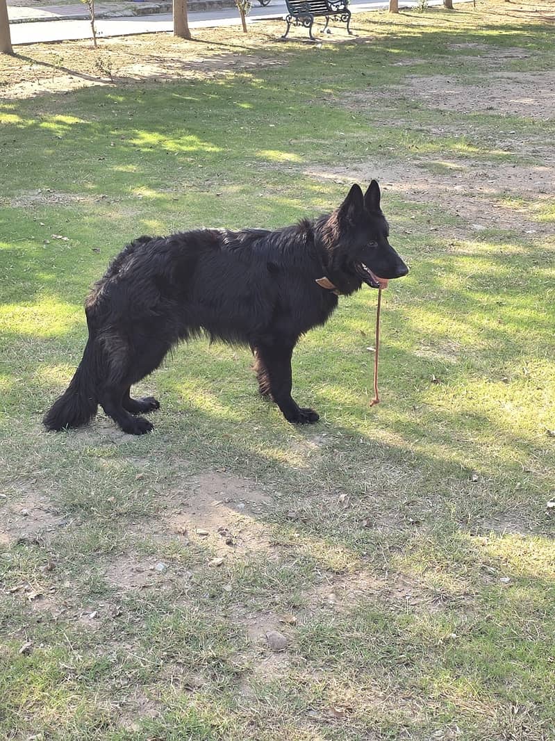 Black German Shepherd for Sale in Rawalpindi / Islamabad 4