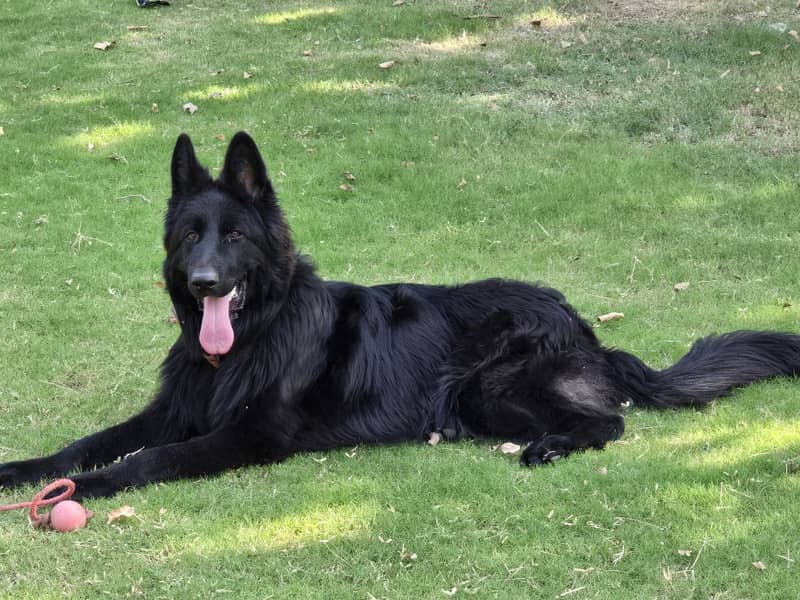 Black German Shepherd for Sale in Rawalpindi / Islamabad 5