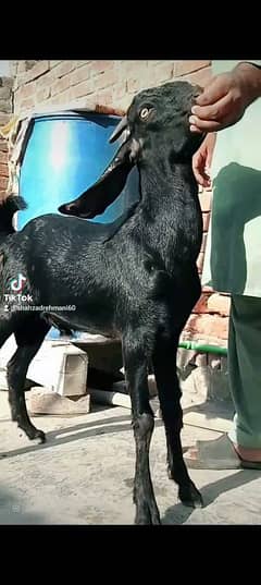 qurbani Kay leye best black 30k nagra 30k