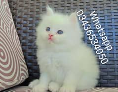 Fluffy Male Persian Kitten