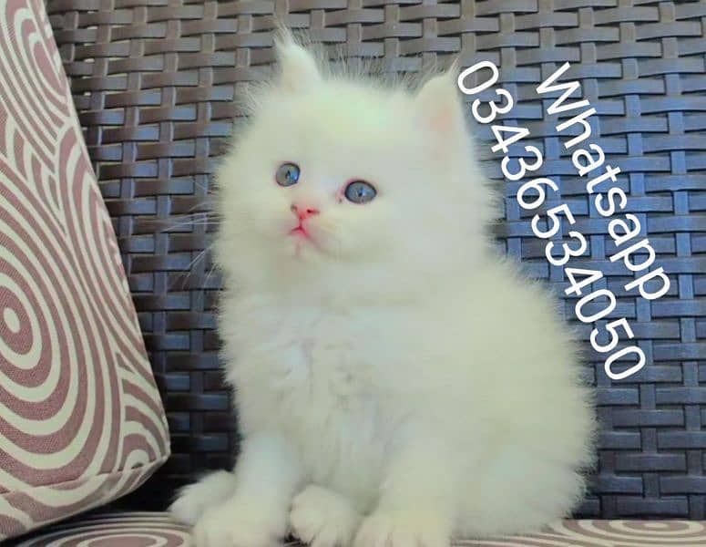 Fluffy Male Persian Kitten 0