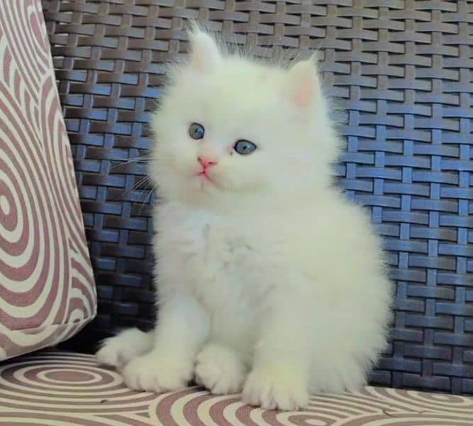 Fluffy Male Persian Kitten 1