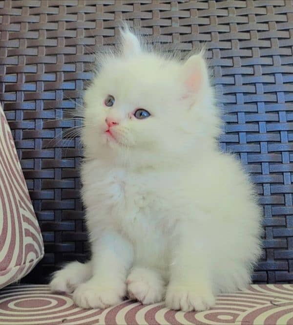 Fluffy Male Persian Kitten 2