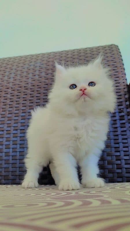 Fluffy Male Persian Kitten 6