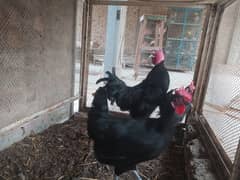 Australorp Eggs