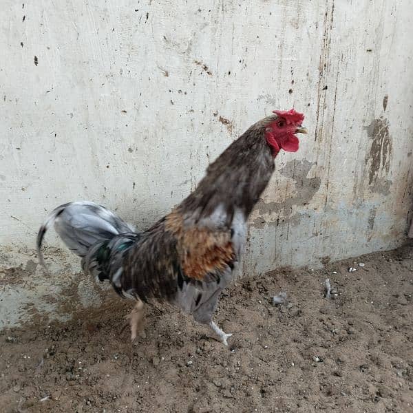 Rooster for Sale 1