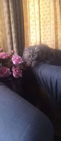 Persian  cat