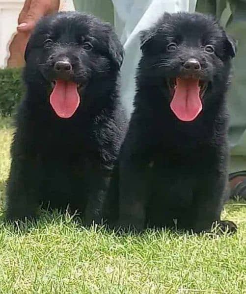 black German Shepherd long coat pair all Pakistan cash o n delivery 0