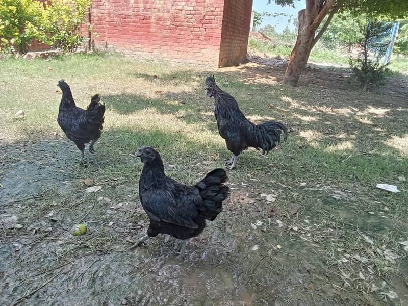 Ayam Cemani Eggs | organ | Grey Tongue | Ayam Cemani Chick 7