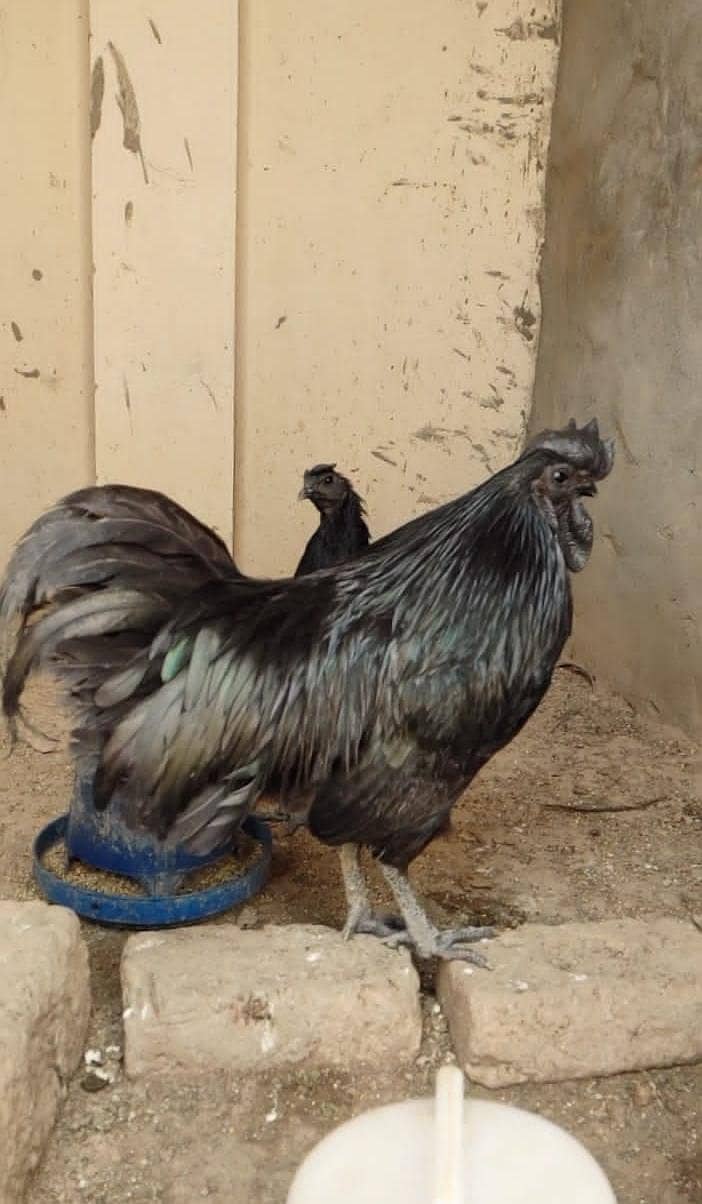 Ayam Cemani Eggs | organ | Grey Tongue | Ayam Cemani Chick 8