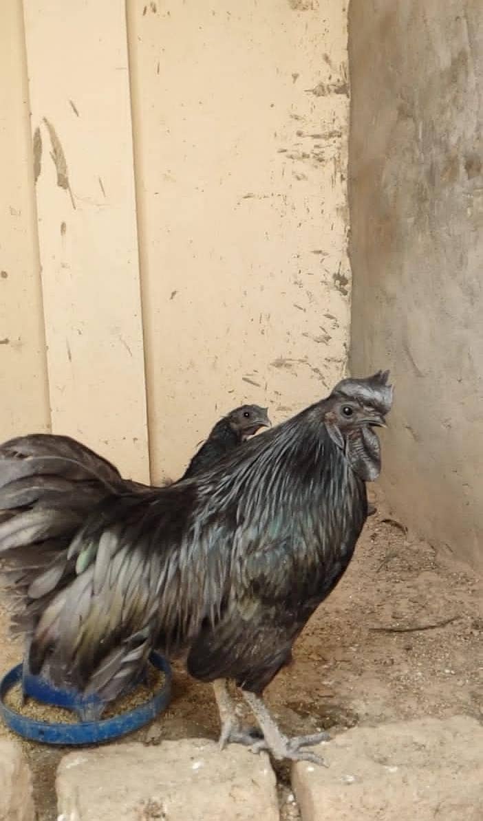 Ayam Cemani Eggs | organ | Grey Tongue | Ayam Cemani Chick 6