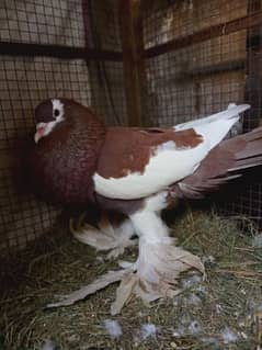 Magpie Piegon Male