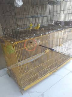 birds with cage