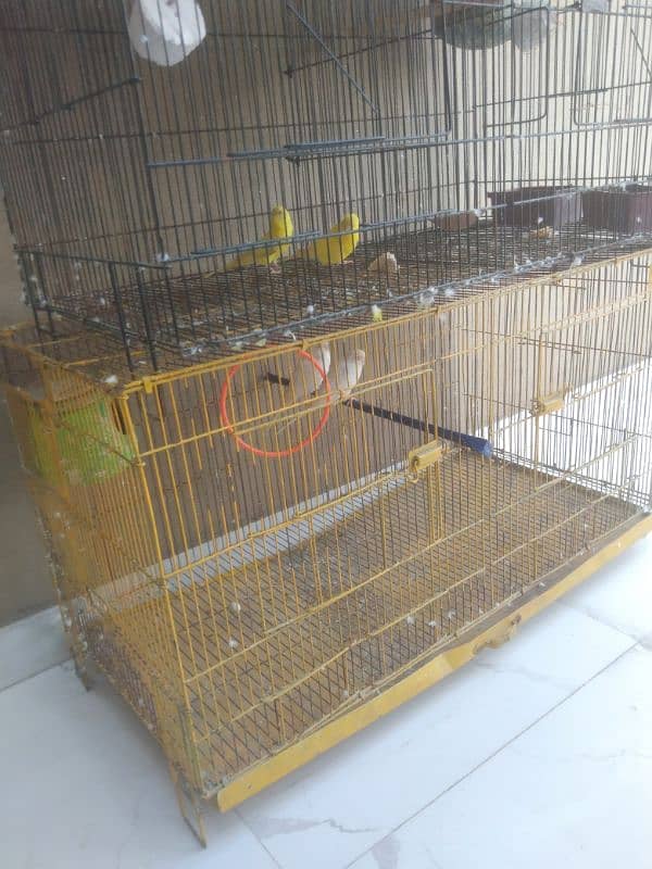 birds with cage 0