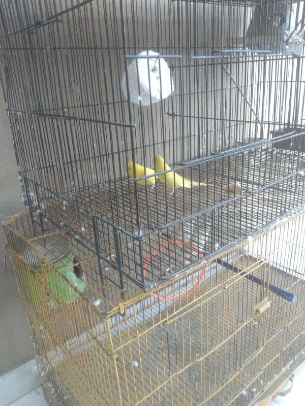 birds with cage 1