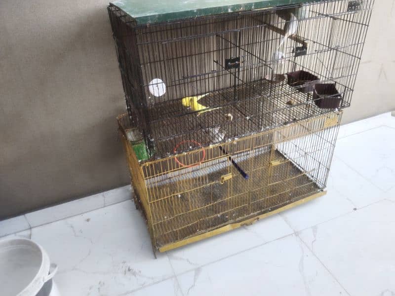 birds with cage 2