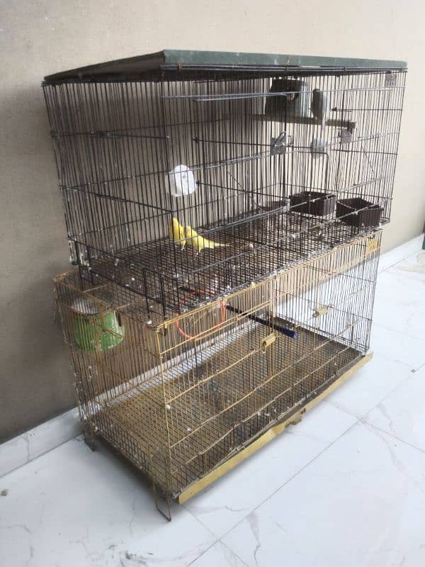 birds with cage 3