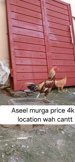 Aseel murga 2 murgi