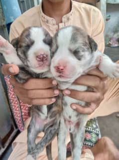 retriever for dog puppies