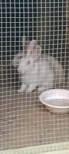 white rabbits for sale red eyes paire ha