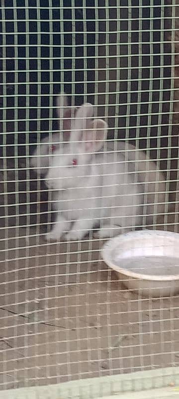 white rabbits for sale red eyes paire ha 0