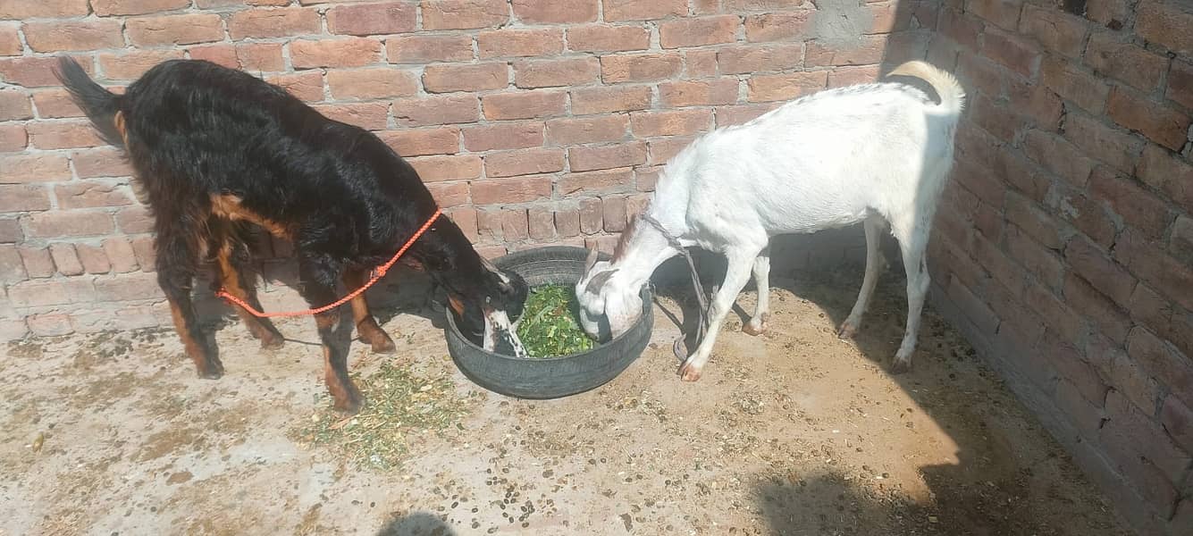 jatel Desi bakri / Nagri Bakri / Goat / Bakri / بکری / Healthy Goat 1