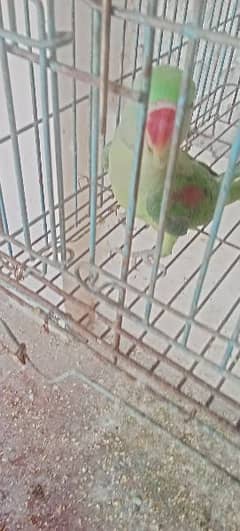 raw parrot long tail for sale cn 03006373965 0