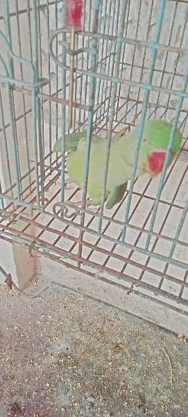 raw parrot long tail for sale cn 03006373965 1