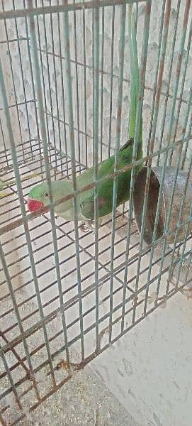 raw parrot long tail for sale cn 03006373965 2