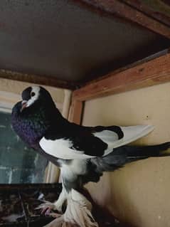 Purple Magpie Piegon