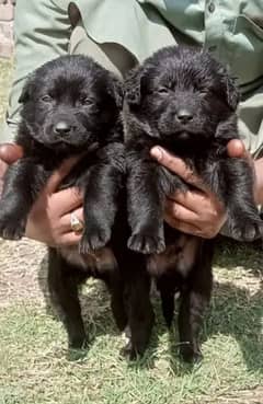 black Shepherd long coat male female pair 2 month for sale