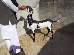 amretsari kali dabi bakri for sale