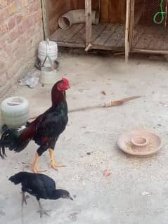 aseel breeder patha & lasani chicks pair for sale