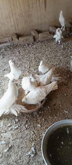 Mix Piegon For sale