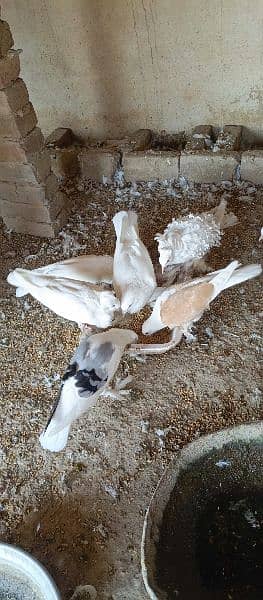 Mix Piegon For sale 1