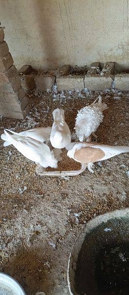 Mix Piegon For sale 2