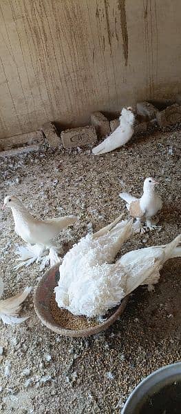 Mix Piegon For sale 3