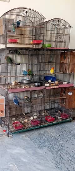 Love birds Breeder pairs with fertile Eggs and chicks available,