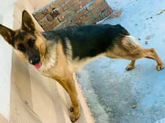 German shepherd