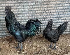 Indonesian Black Tongue | Ayam Cemani |Ayam cemani Hens | Black tounge