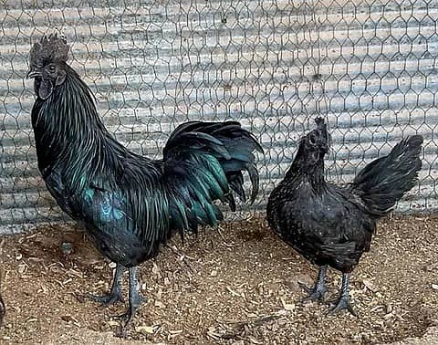 Indonesian Black Tongue | Ayam Cemani |Ayam cemani Hens | Black tounge 0