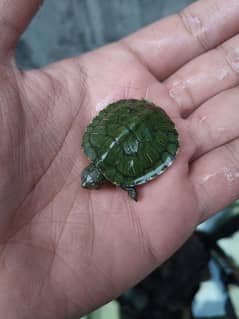 Red Eared green slider Turtle